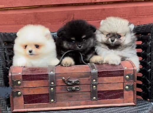 NKK registrerte pomeranian valper fra utstillingsforeldre.