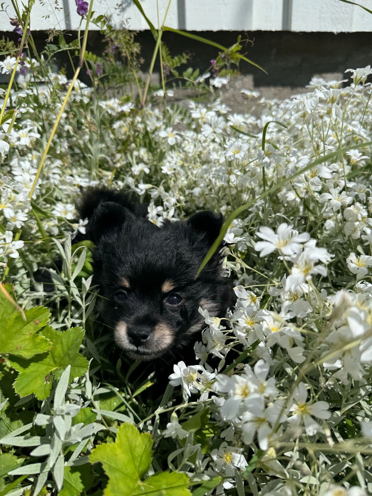Leveringsklar pomeranian valp