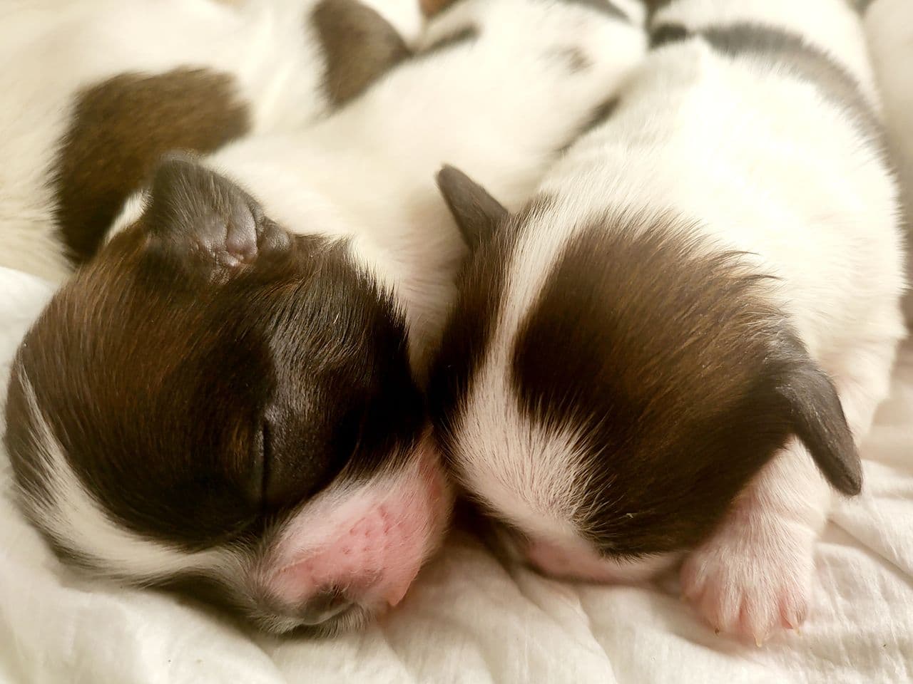 Shih tzu valper