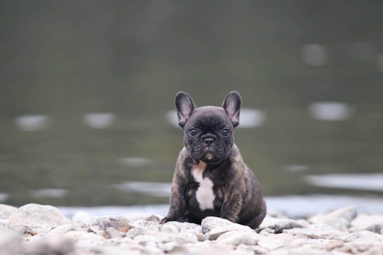 Fransk Bulldog tispevalp