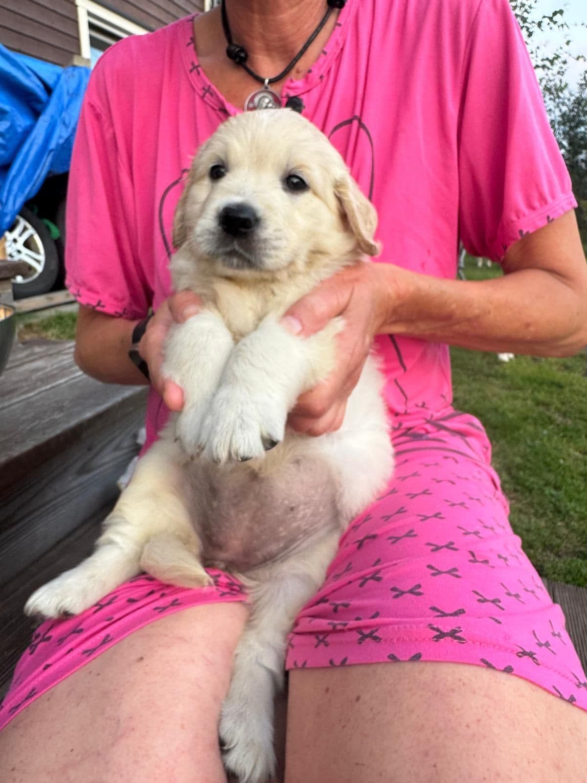 Golden Retriever Valper