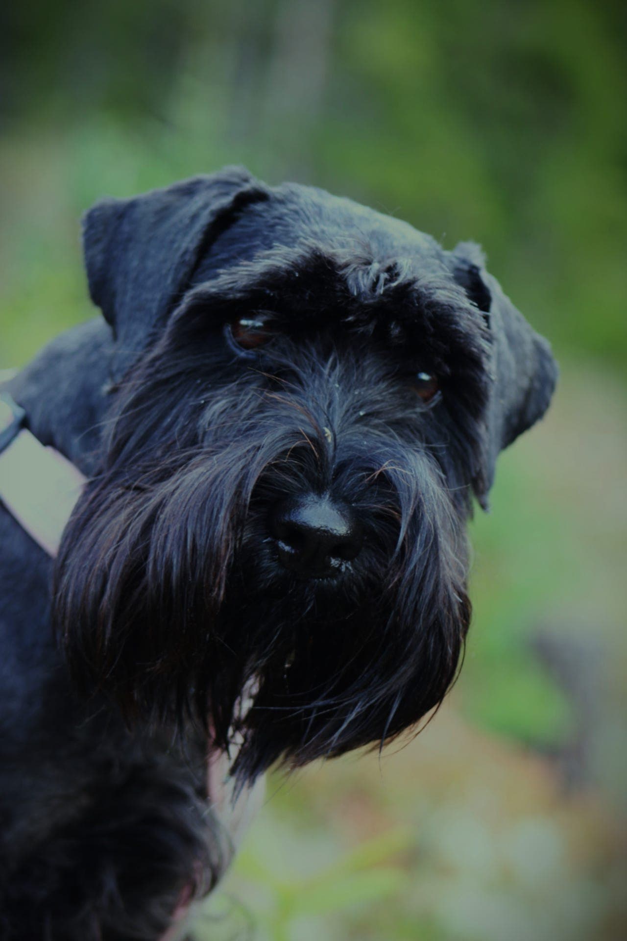 SCHNAUZER SORT
