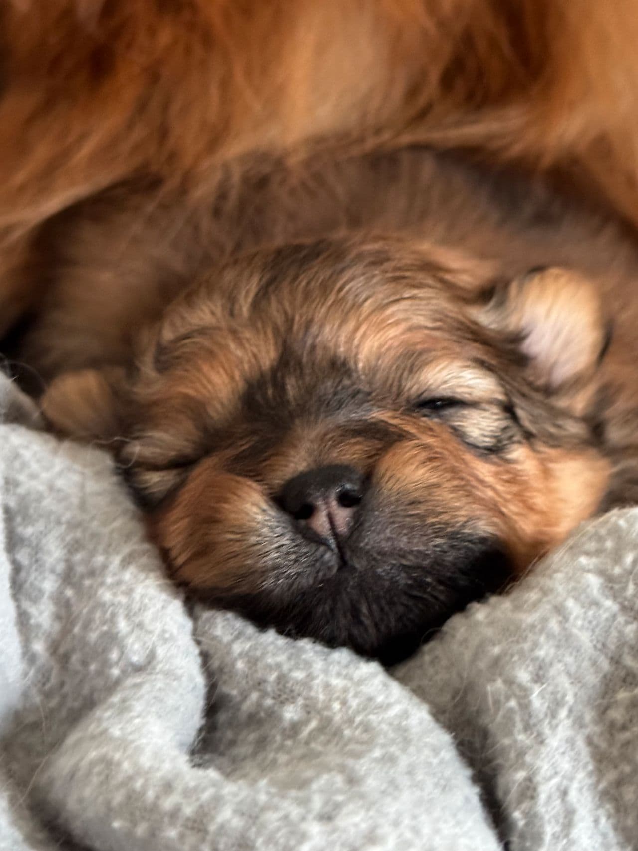 Pomeranian