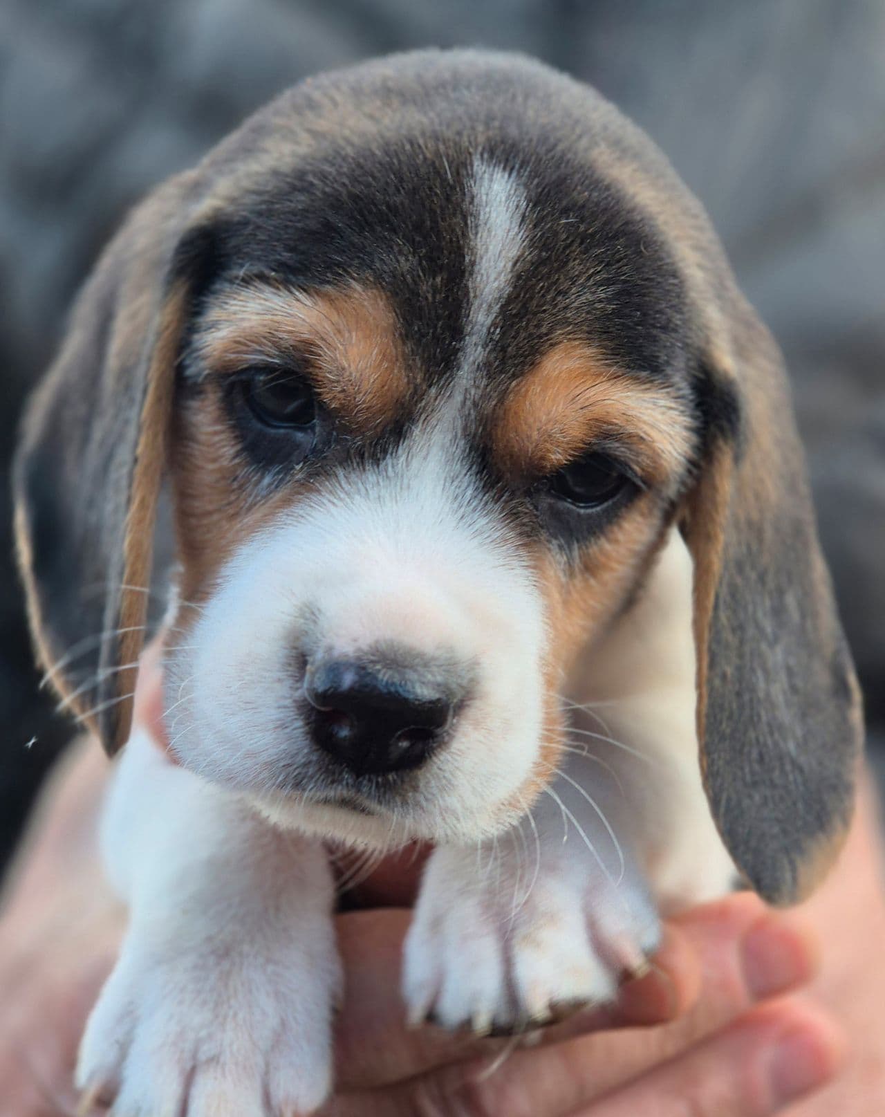 Beagle valper født 11.3.2025