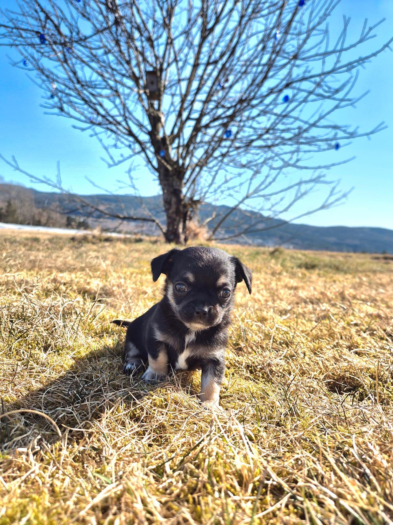 Nydelig chihuahua tispe valp selges