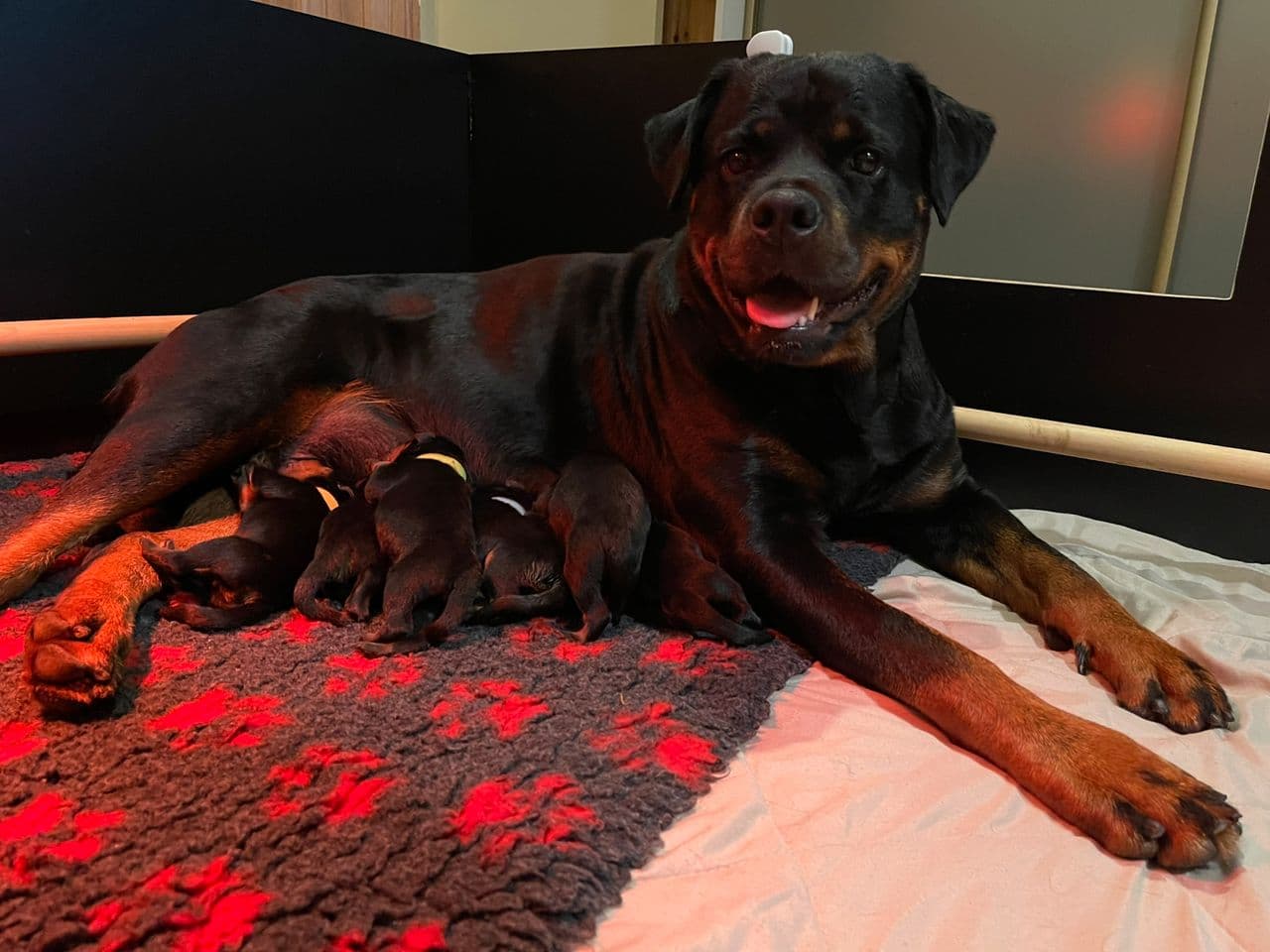 Valper født 31/07 House REBIA Rottweiler kennel