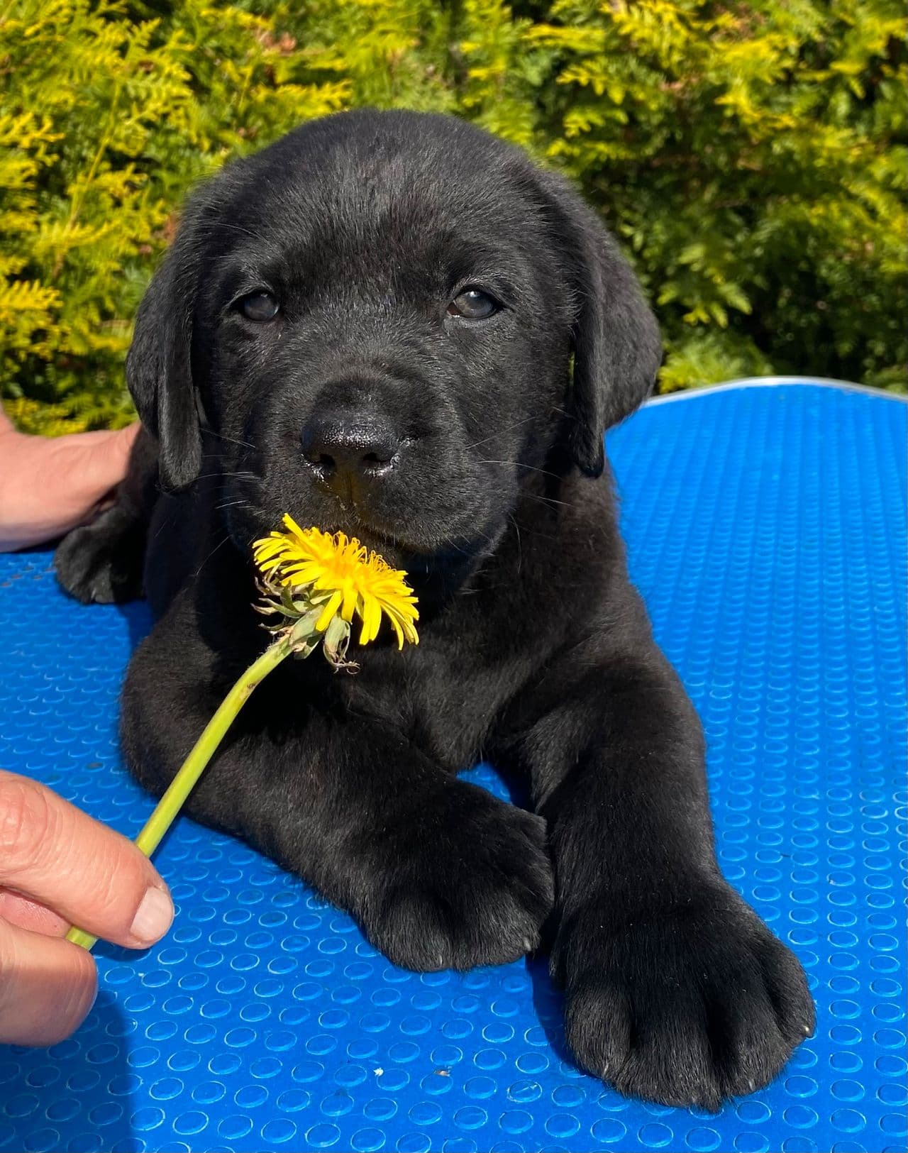 Labrador Retriever valper NKK reg ,leveringsklare
