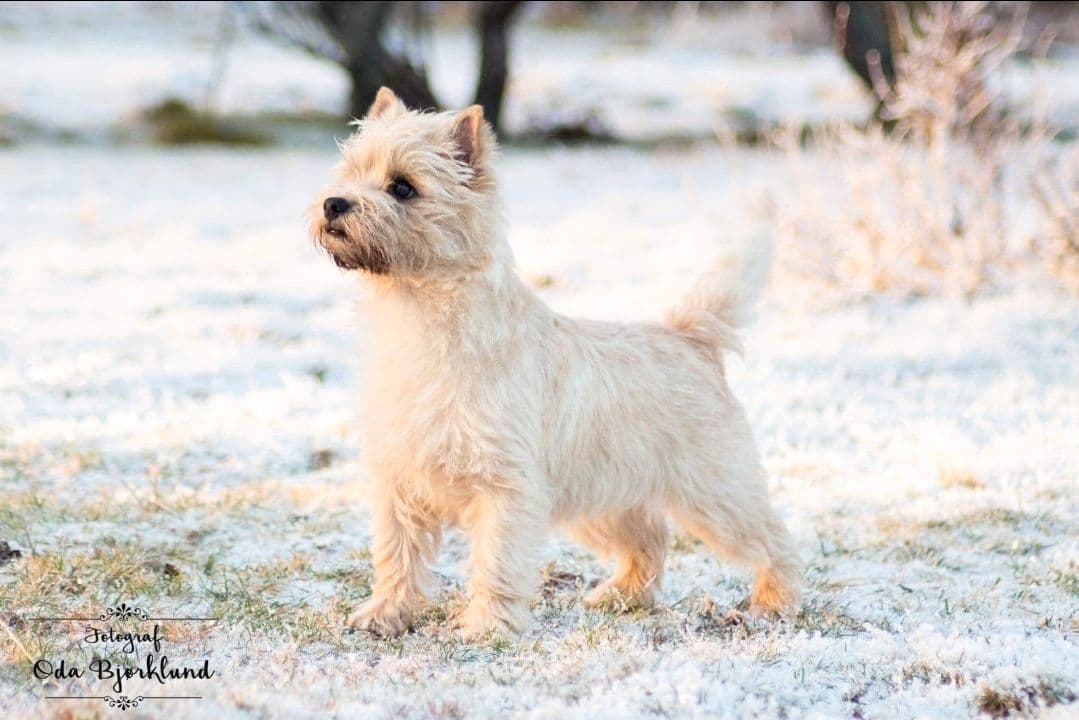 Cairn terrier valper - Verdens beste kompis