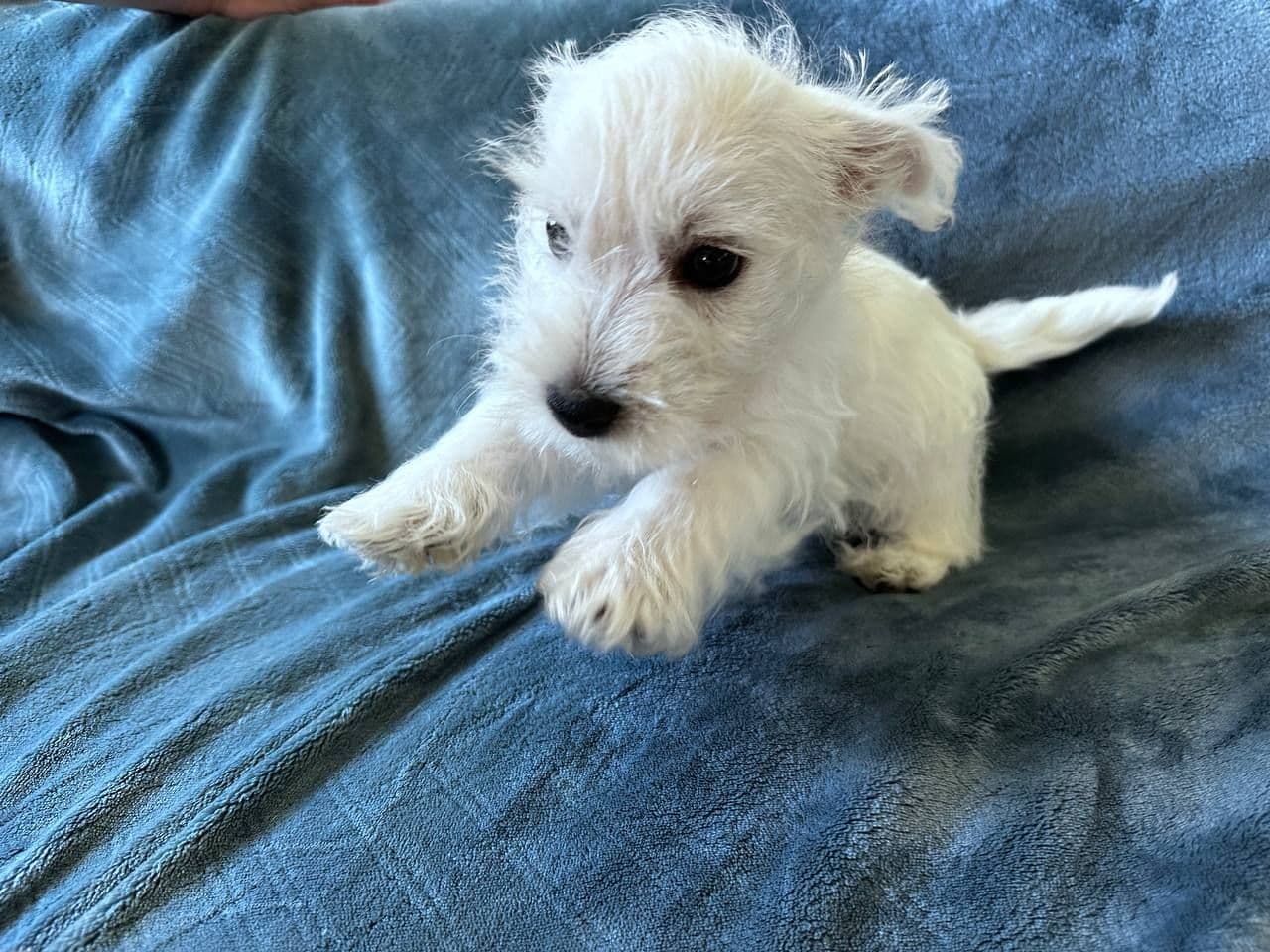 West Highland White Terrier VALPER NKK registrert-Klar for henting