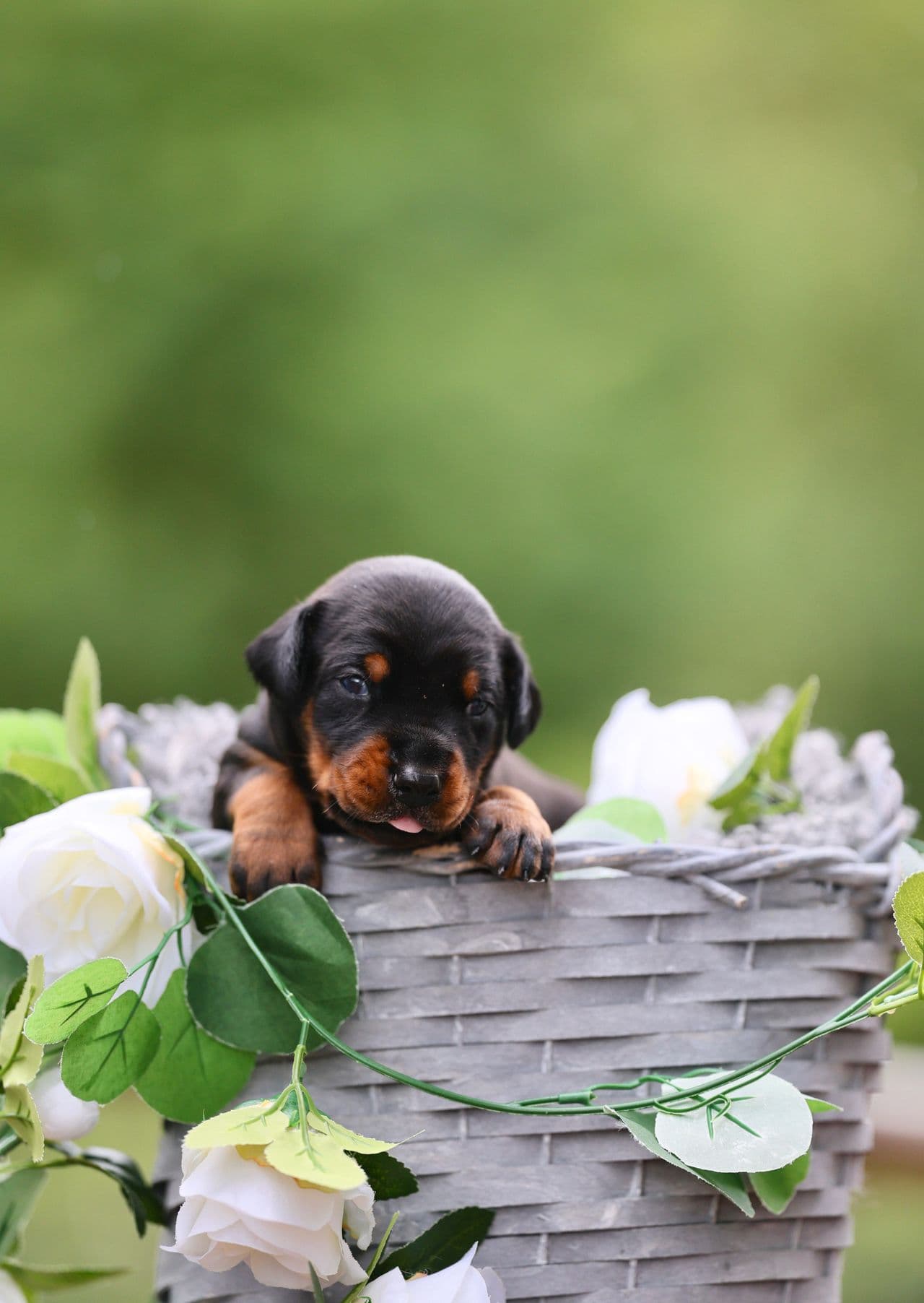 Dobermann Valper fra Beyond Fame – trygg start- helse & gemytt i fokus