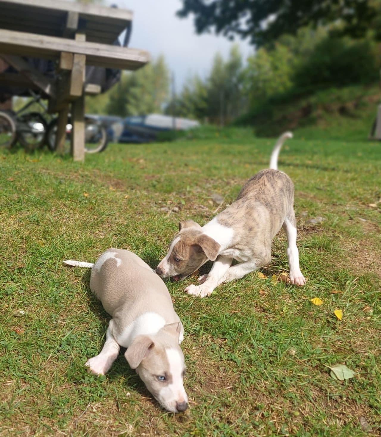 Nydelige whippet valper