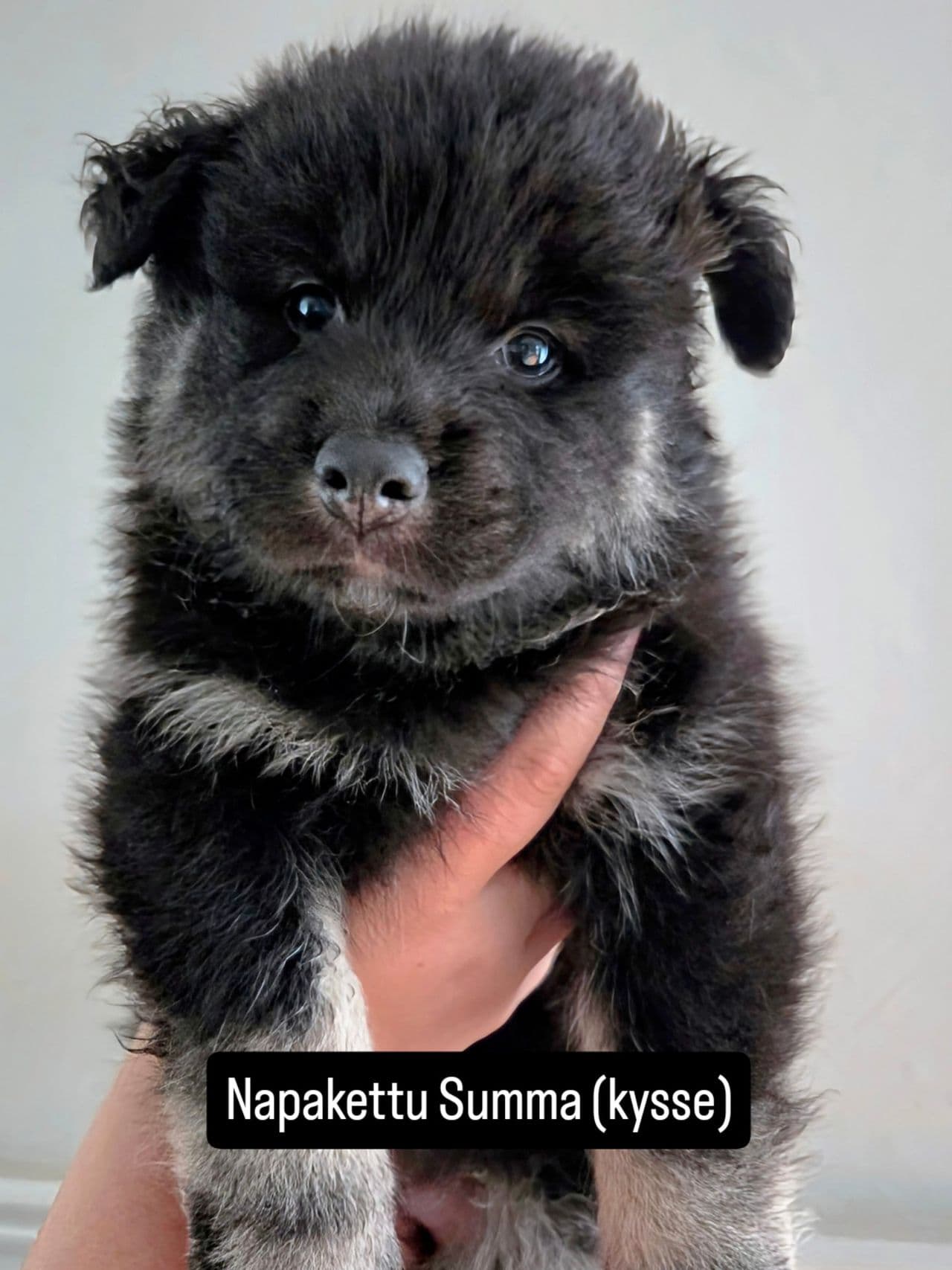 Finsk lapphundvalper