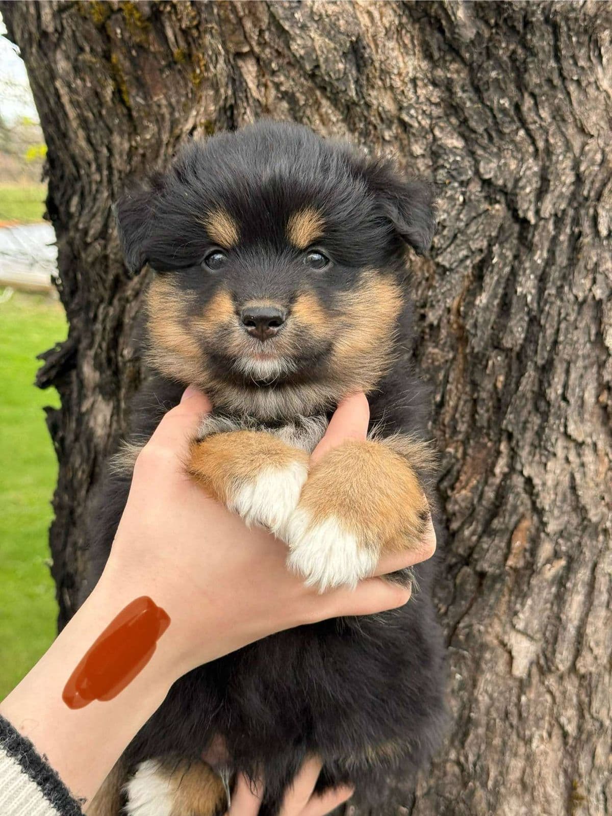 Finsk lapphund valp