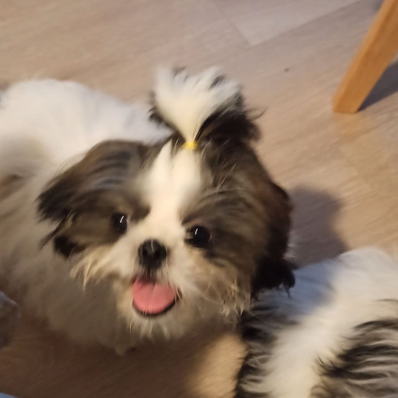 Shih Tzu valp til salgs 🐶