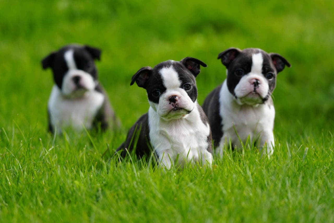 Boston Terrier valper