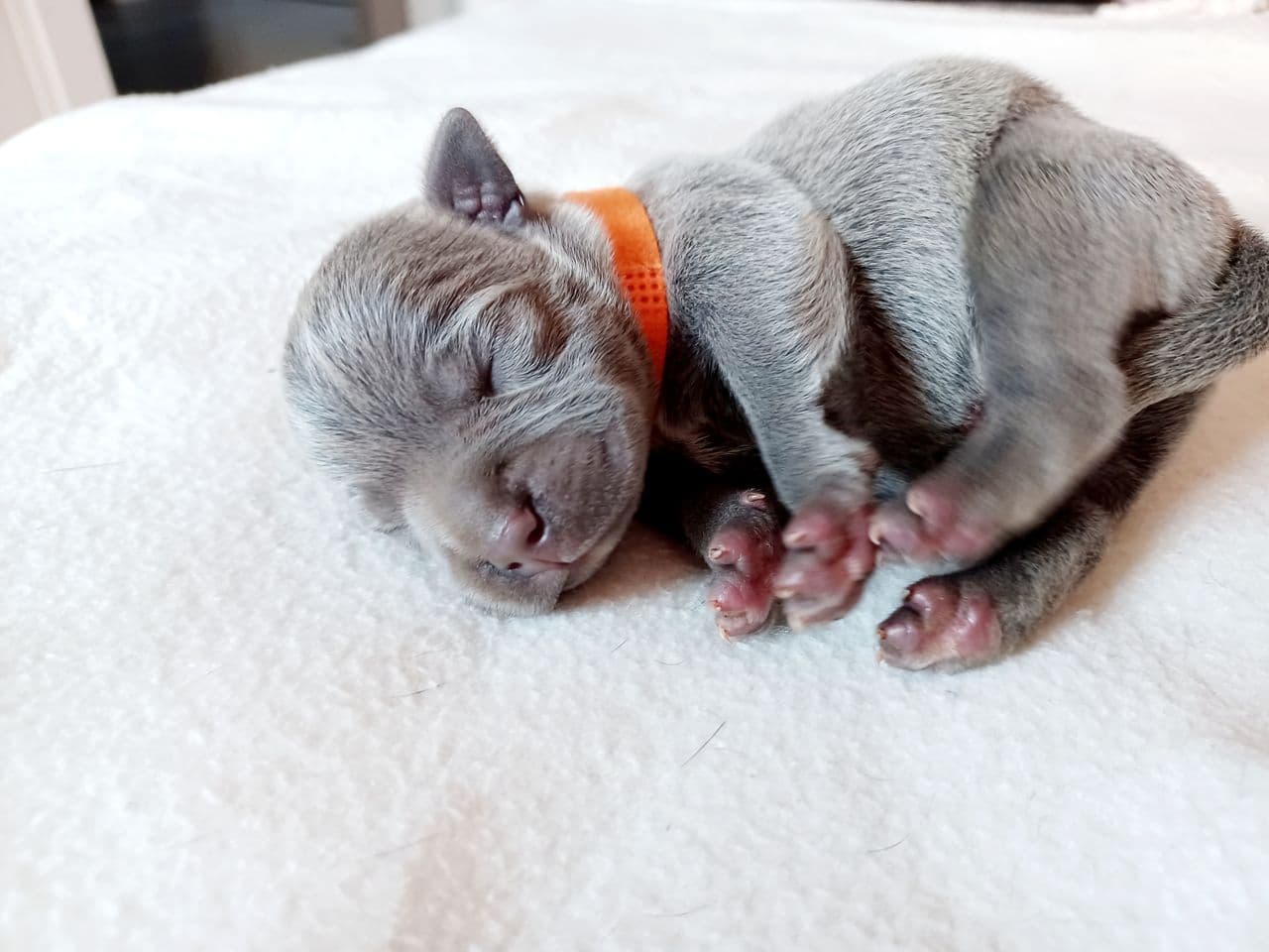 Nydelige Staffordshire Bull Terrier Valper Selges 😍