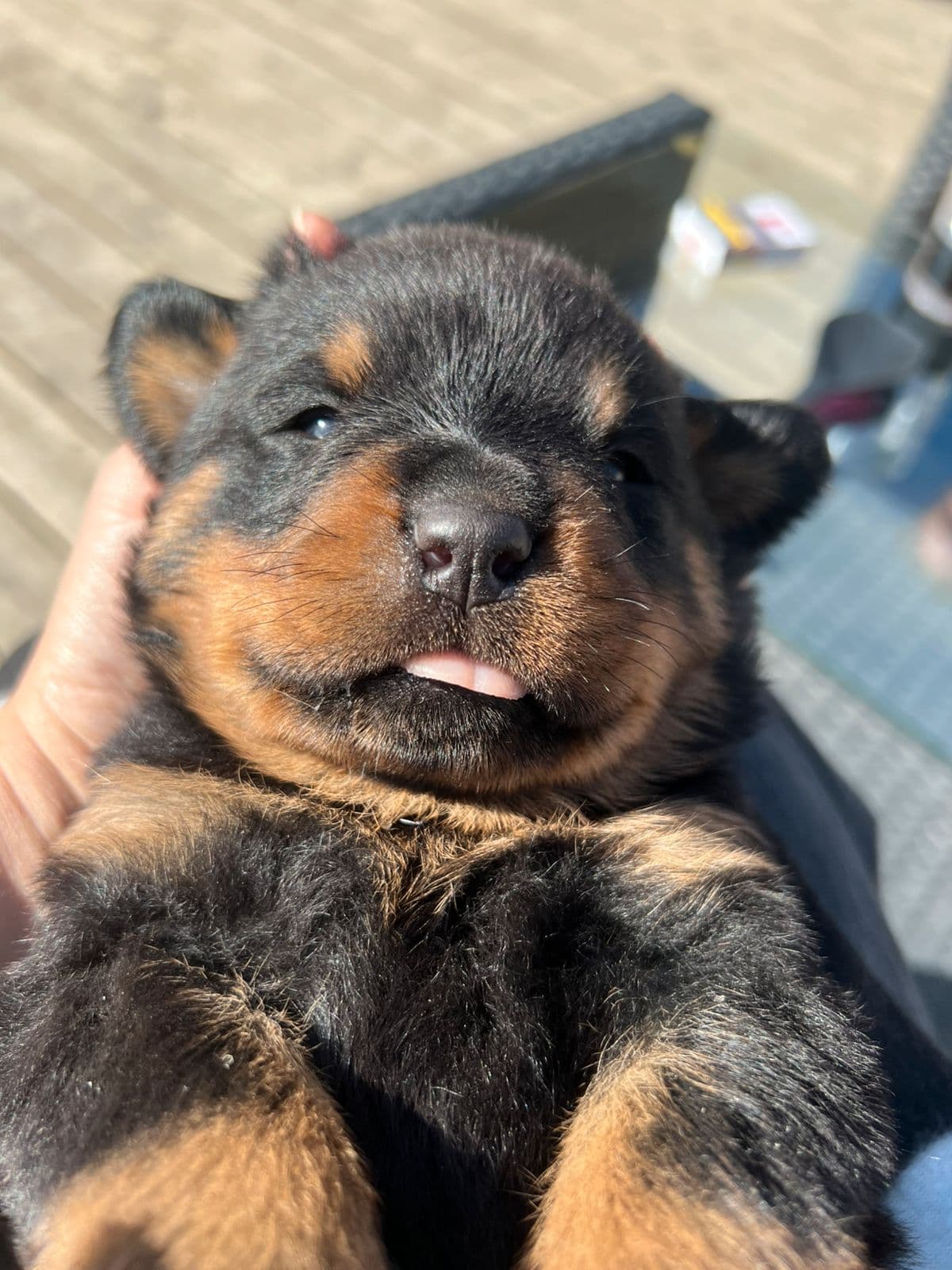 Kraftige rottweiler valper til salgs