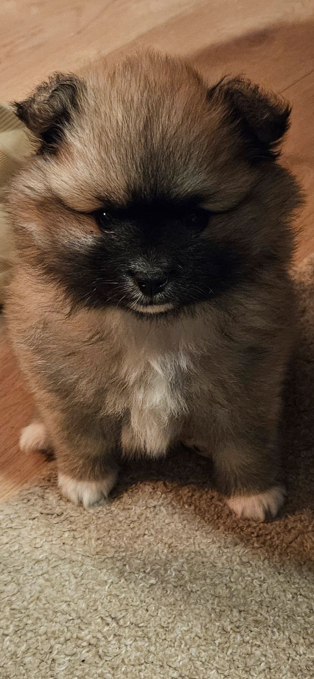 Mittelspitz valper ❤️