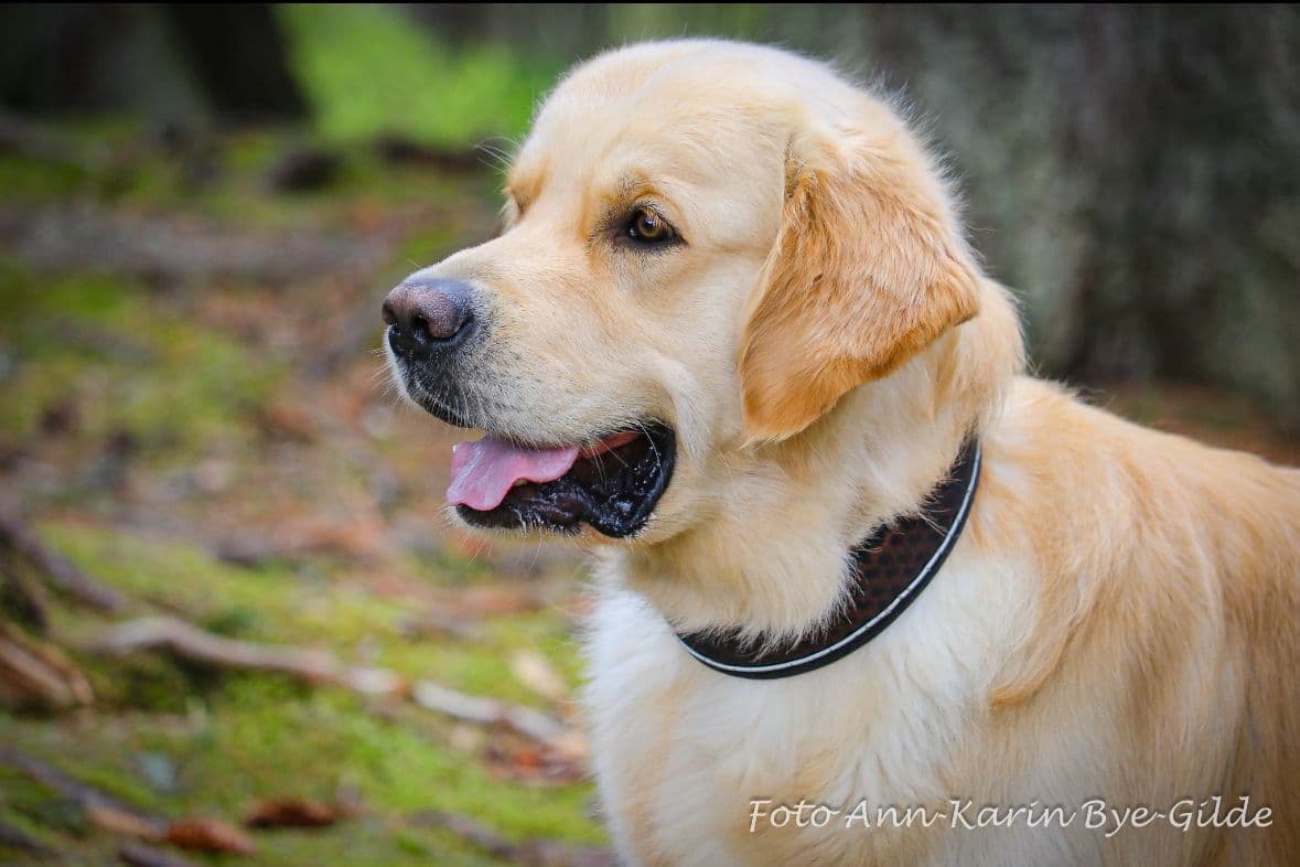 Golden retriever valper født!