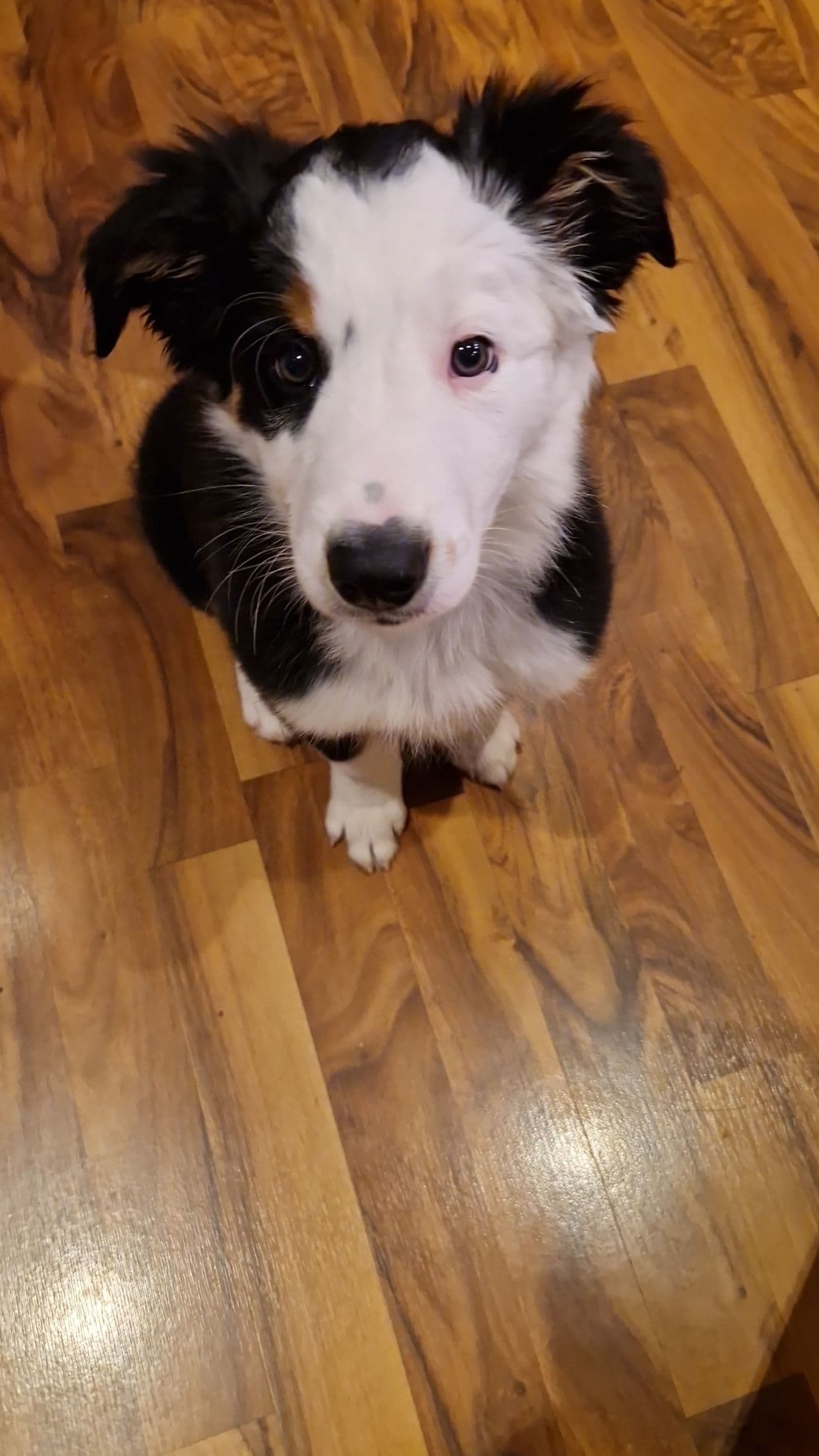 Nydelig Border Collie valp - født 26 mars