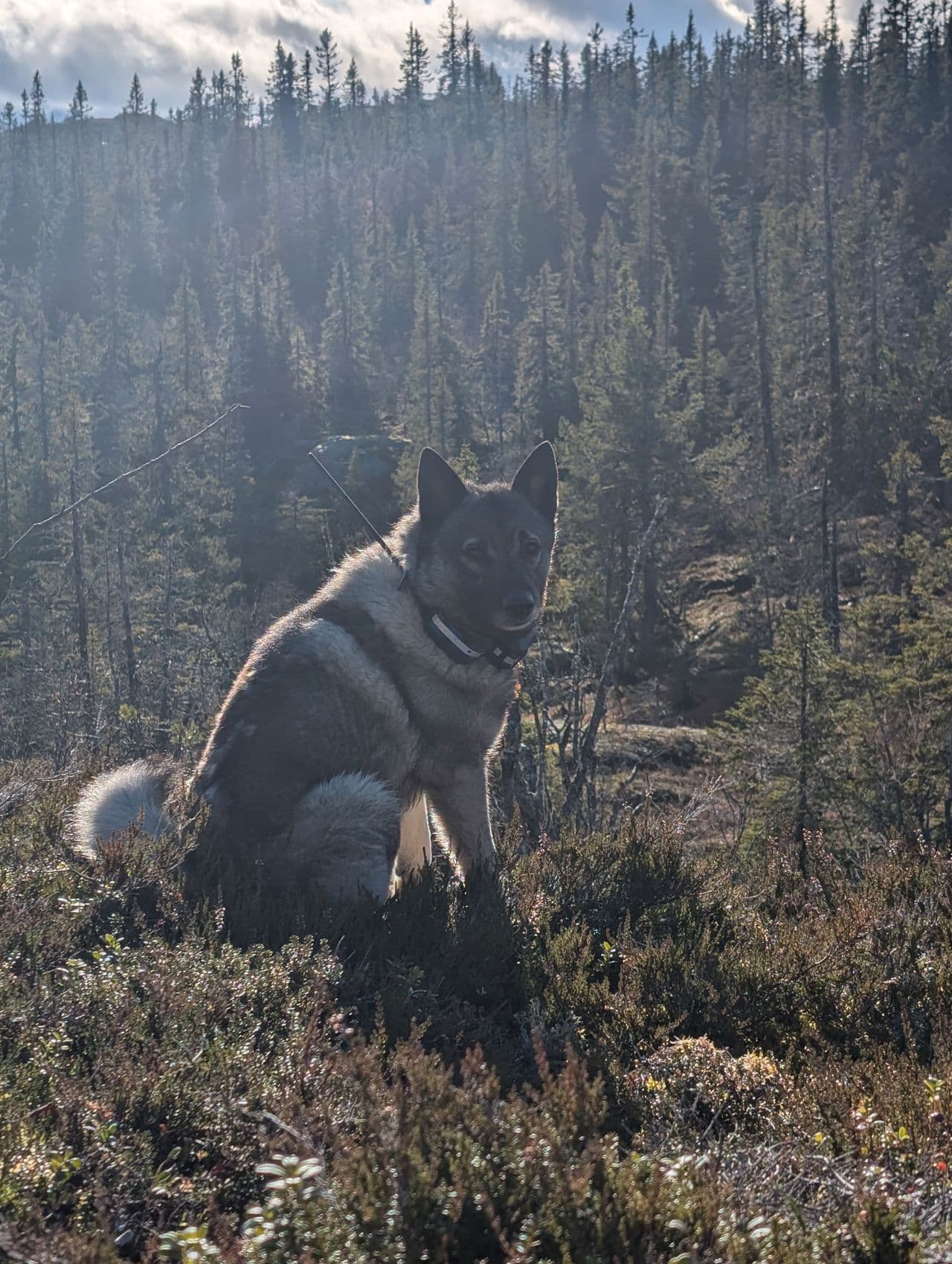 Norsk elghund grå