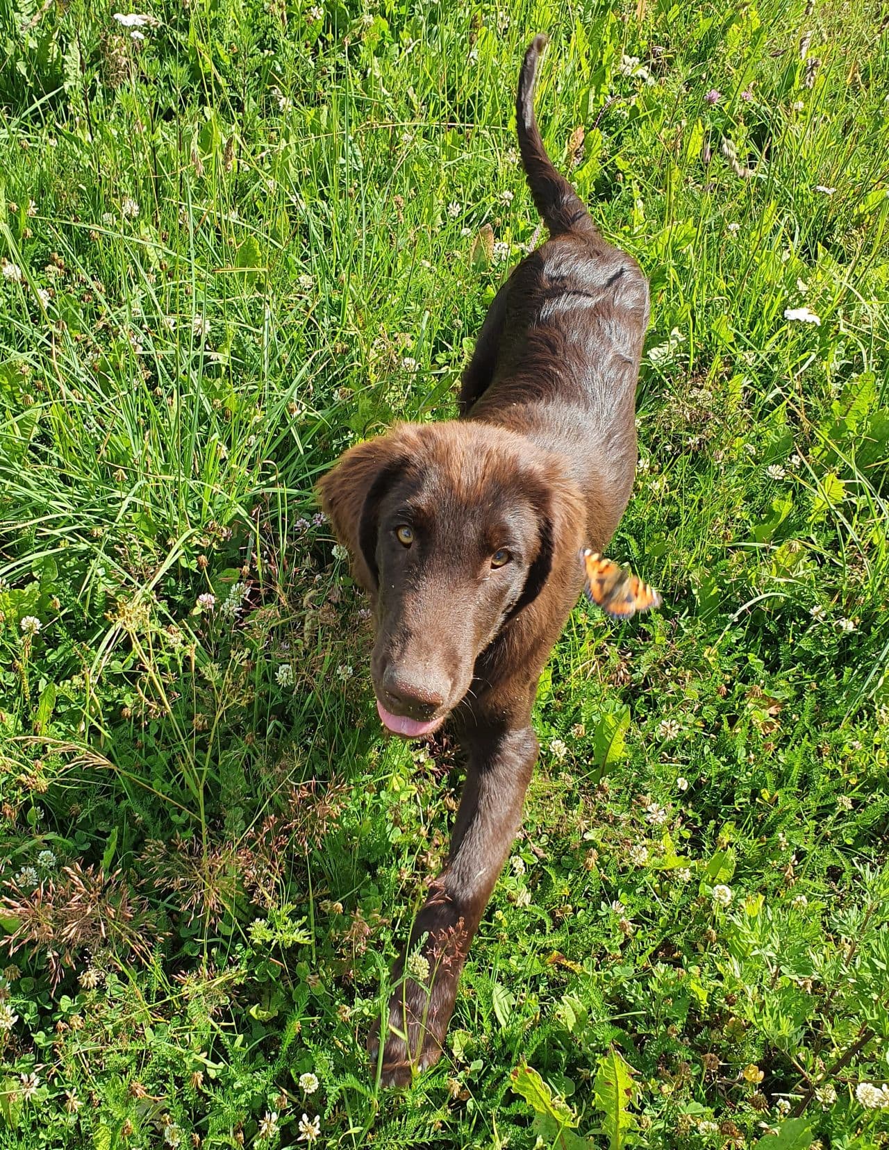 Flat Coated Retriver valper leveringsklare