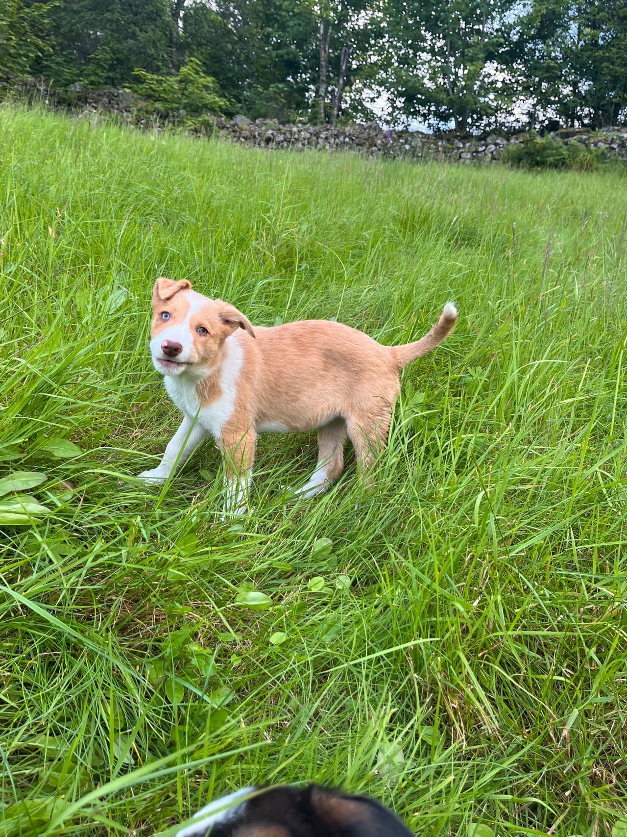 Border collie tispe valp