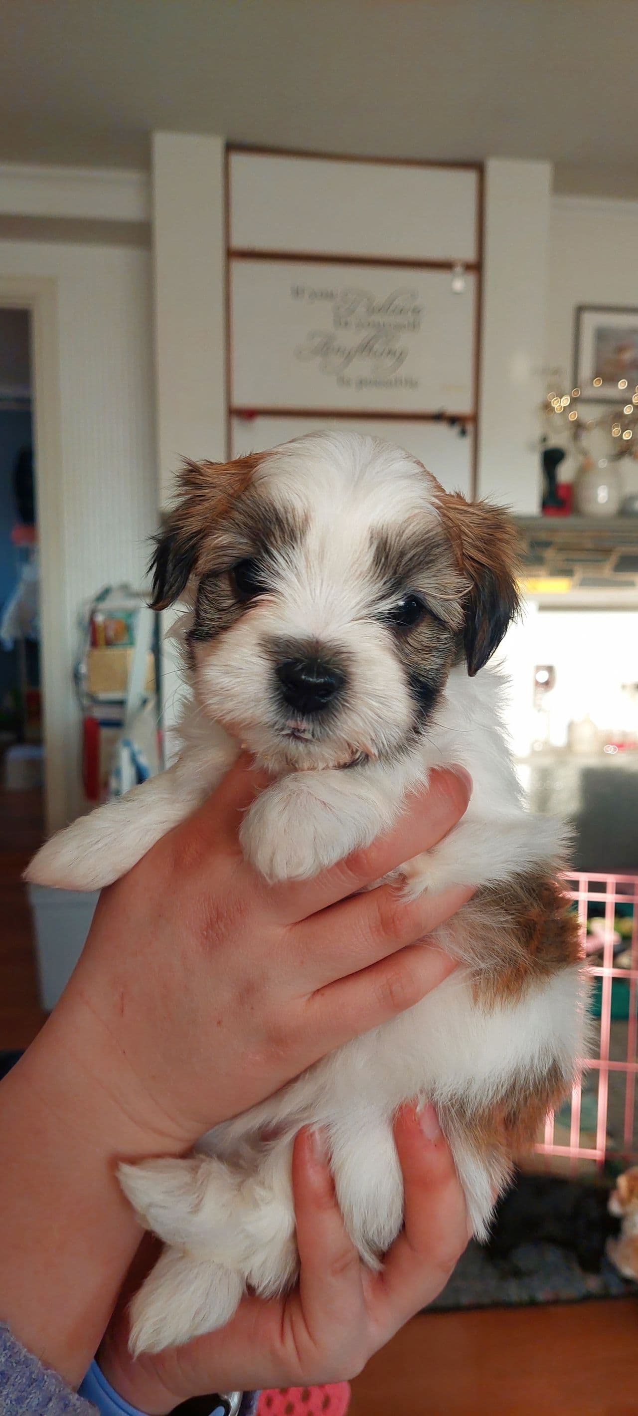 Bichon havanais valper født 19.02.25