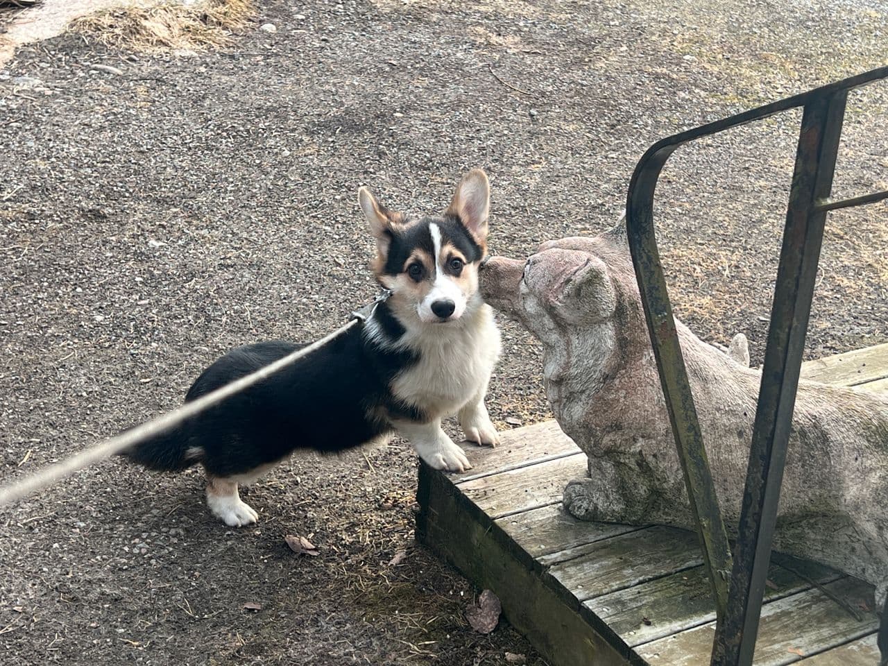 Welsh Corgi Pembroke hanne.
