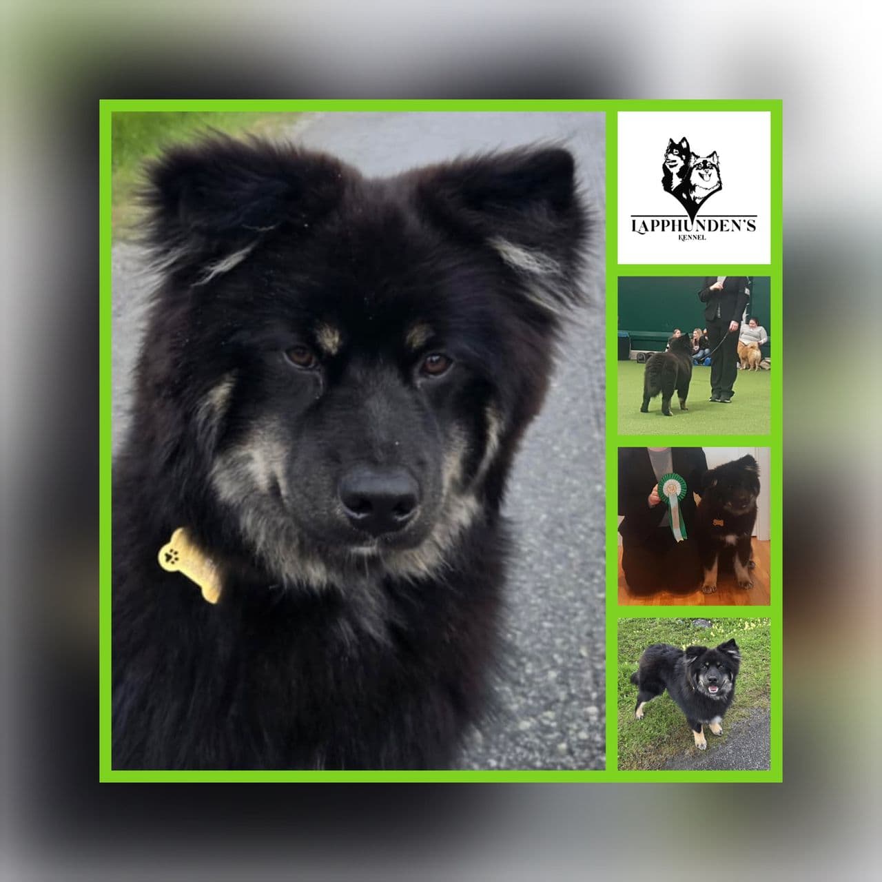 Finsk Lapphund godgutt💚