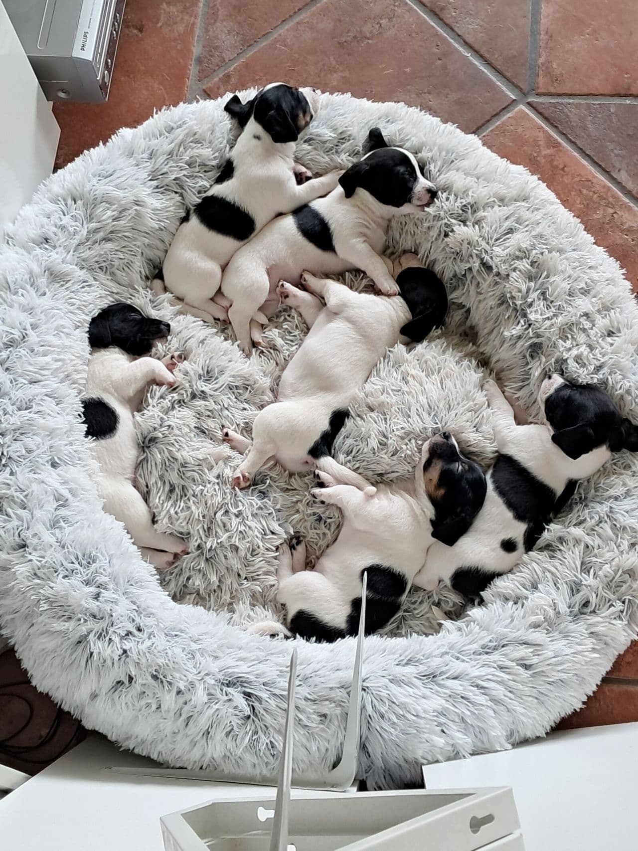 Jack russel terrier selges