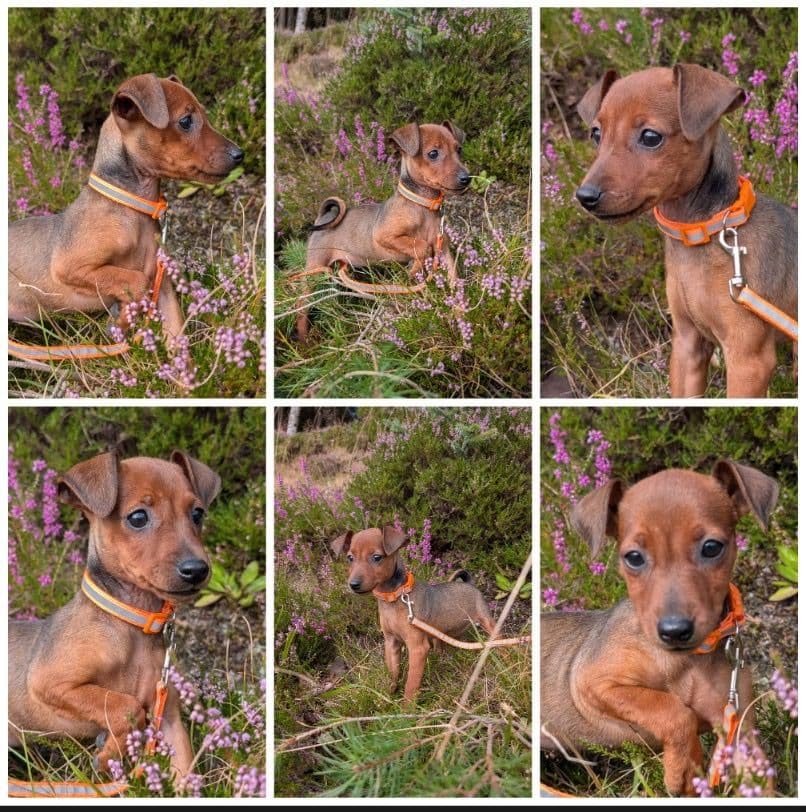 Dvergpinscher valp Ella