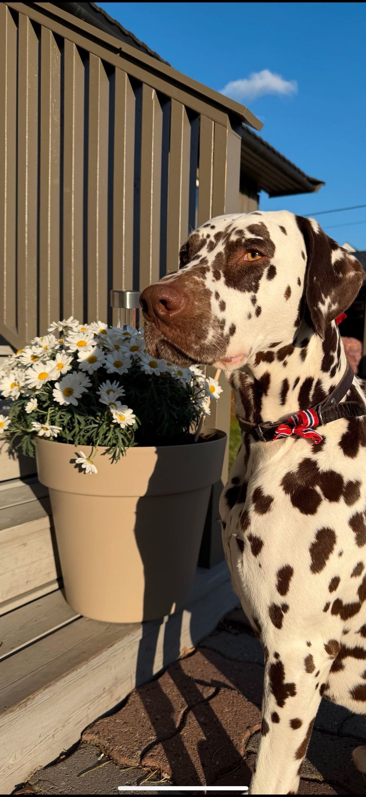 Bo søker nytt hjem🐶