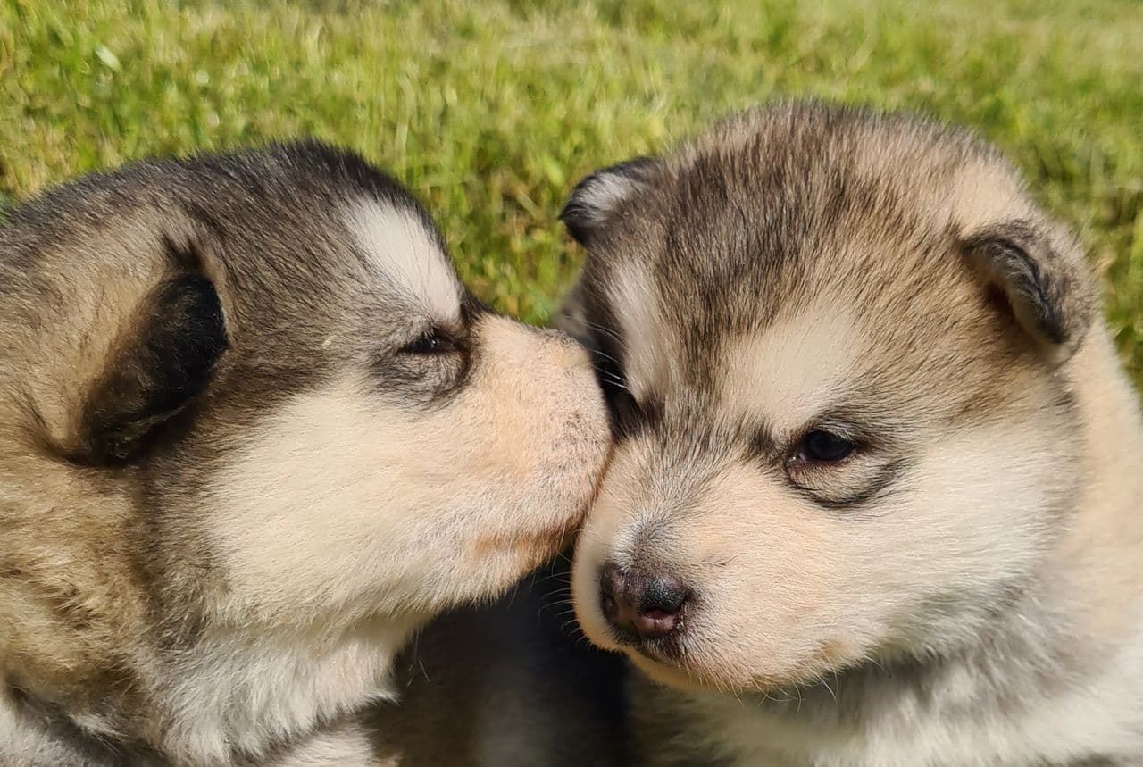 Alaskan Malamute valper til salgs