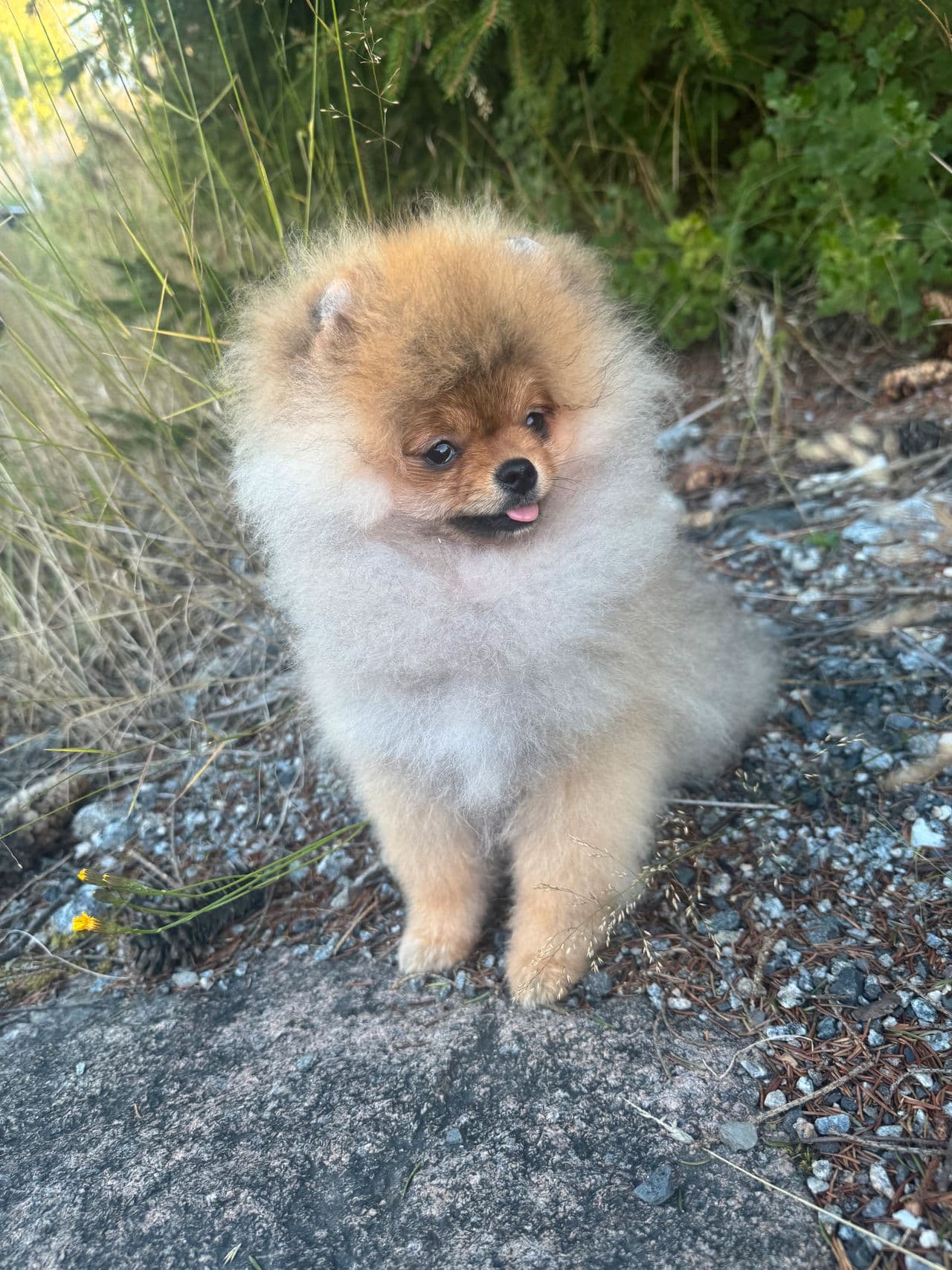 Pomeranian hannhund