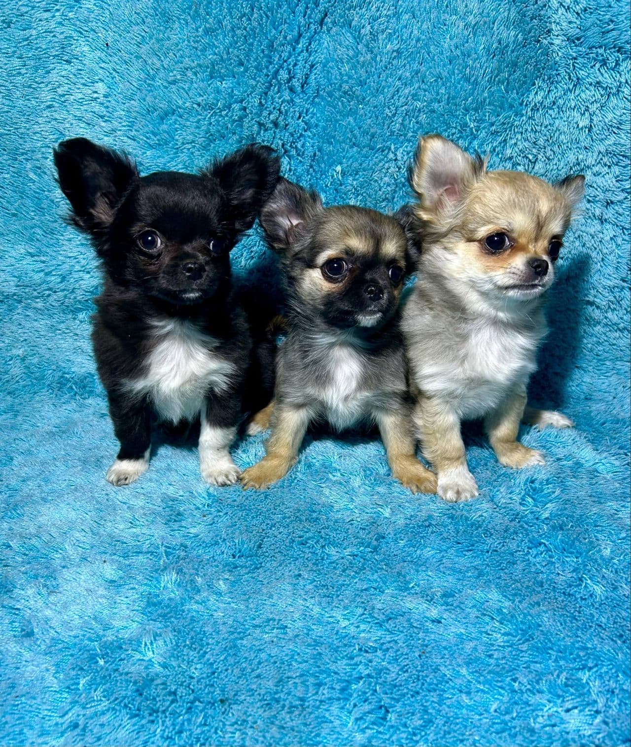 Chihuahua