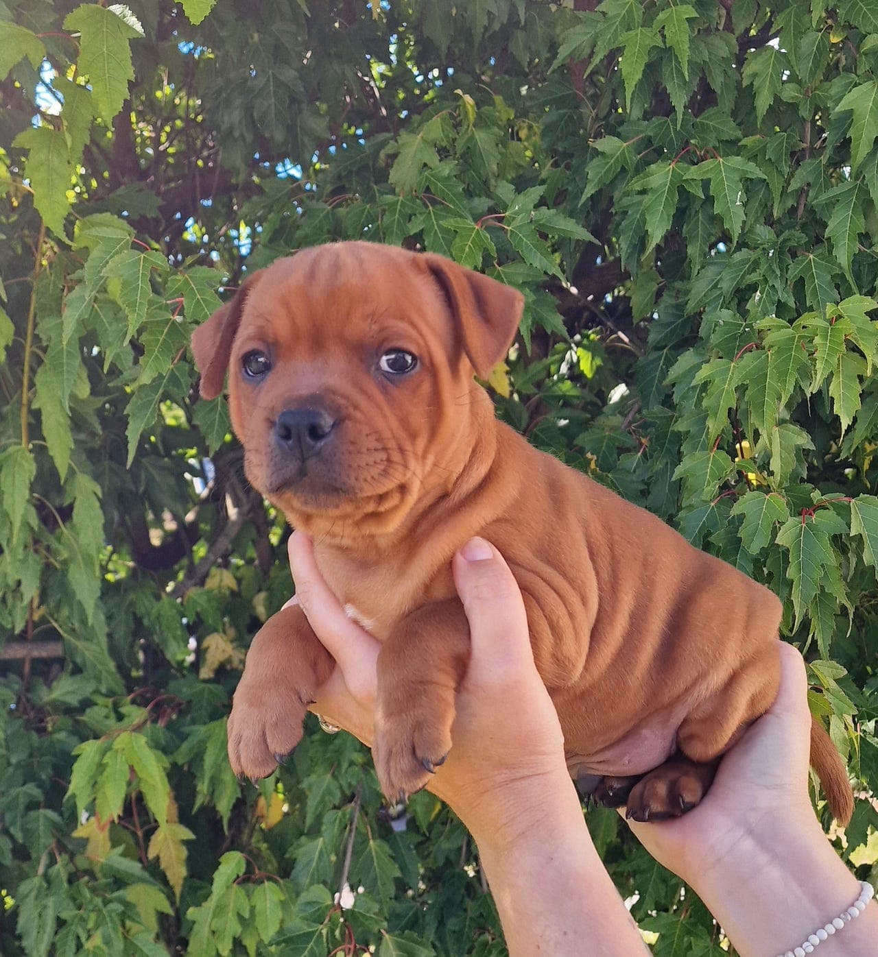 Staffordshire Bull Terrier valper🌼