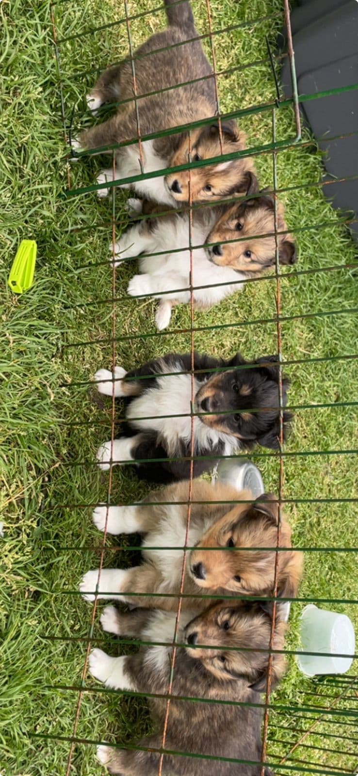 Shetland sheepdog valper