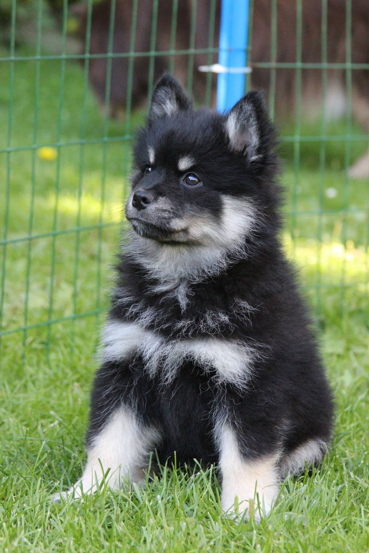 Finsk lapphund valper tispe/hannhund
