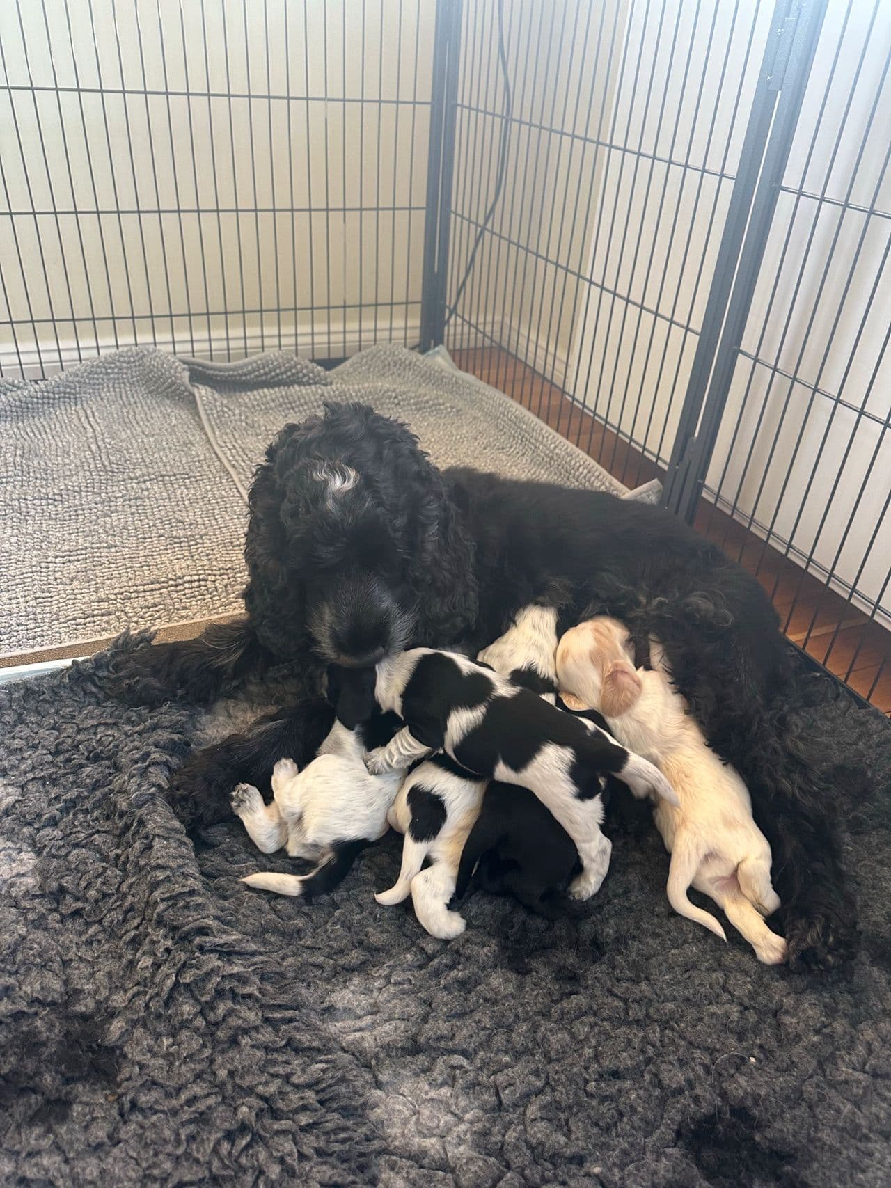 Engelsk Cocker Spaniel