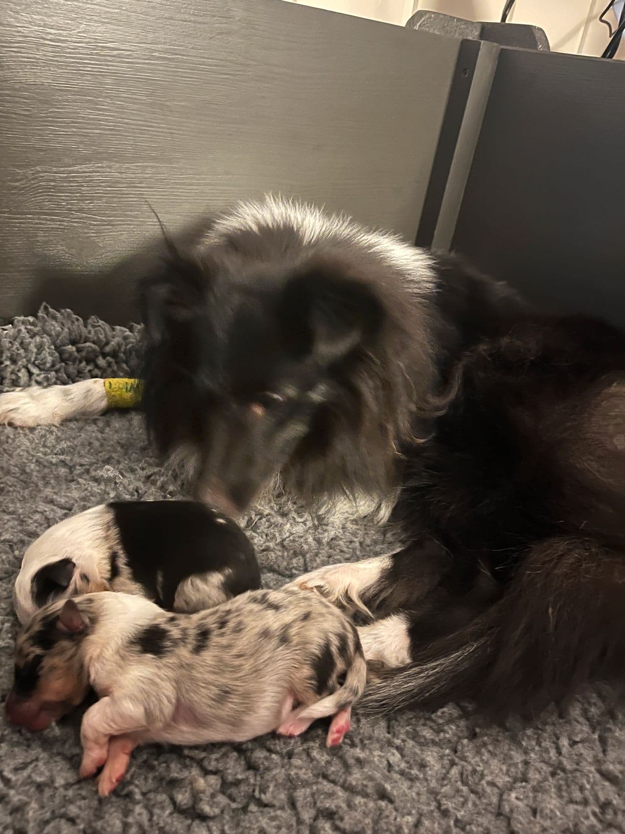 Shetland Sheepdog valper