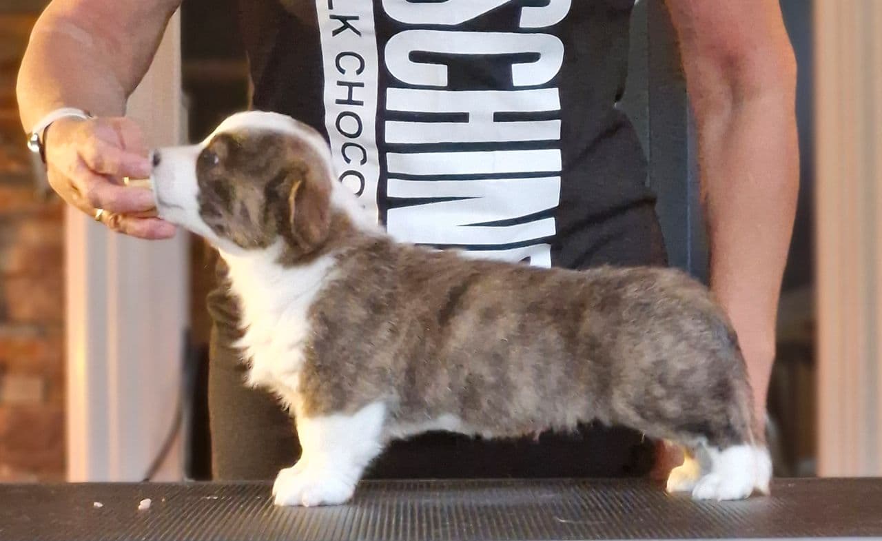 Welsh corgi cardigan valp