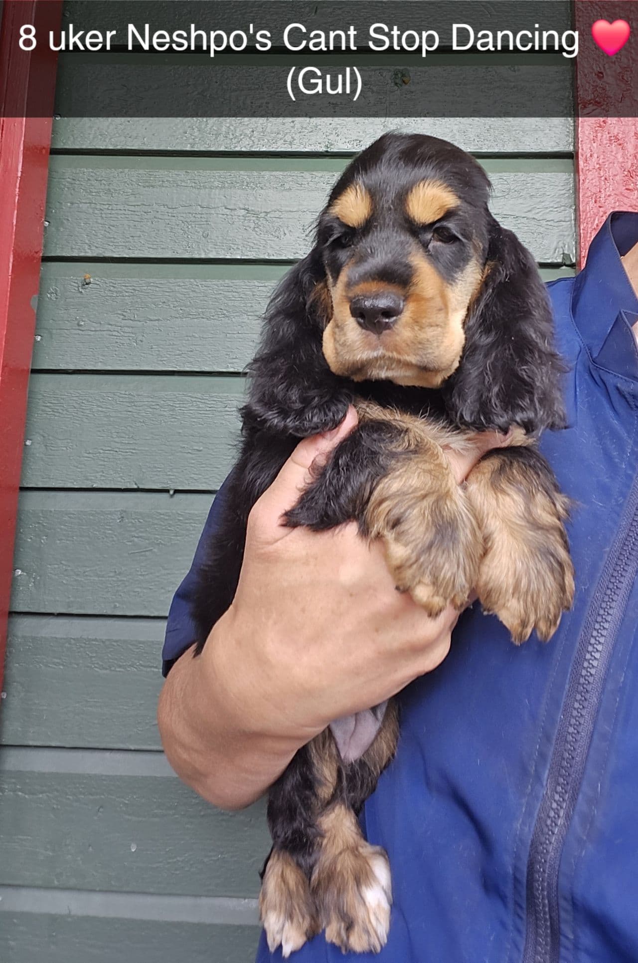 Engelsk Cocker Spaniel