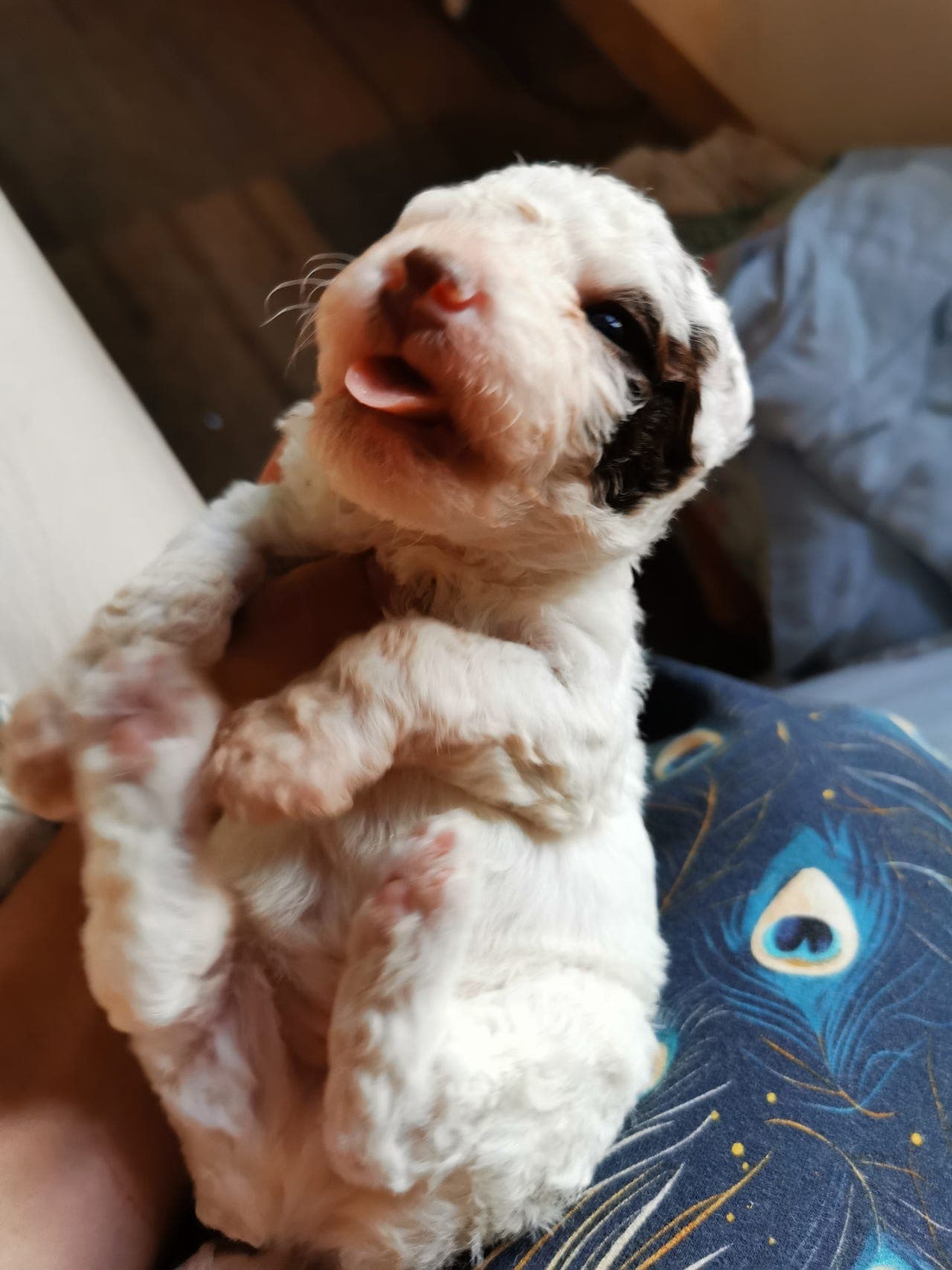 Spansk vannhund valper 💙