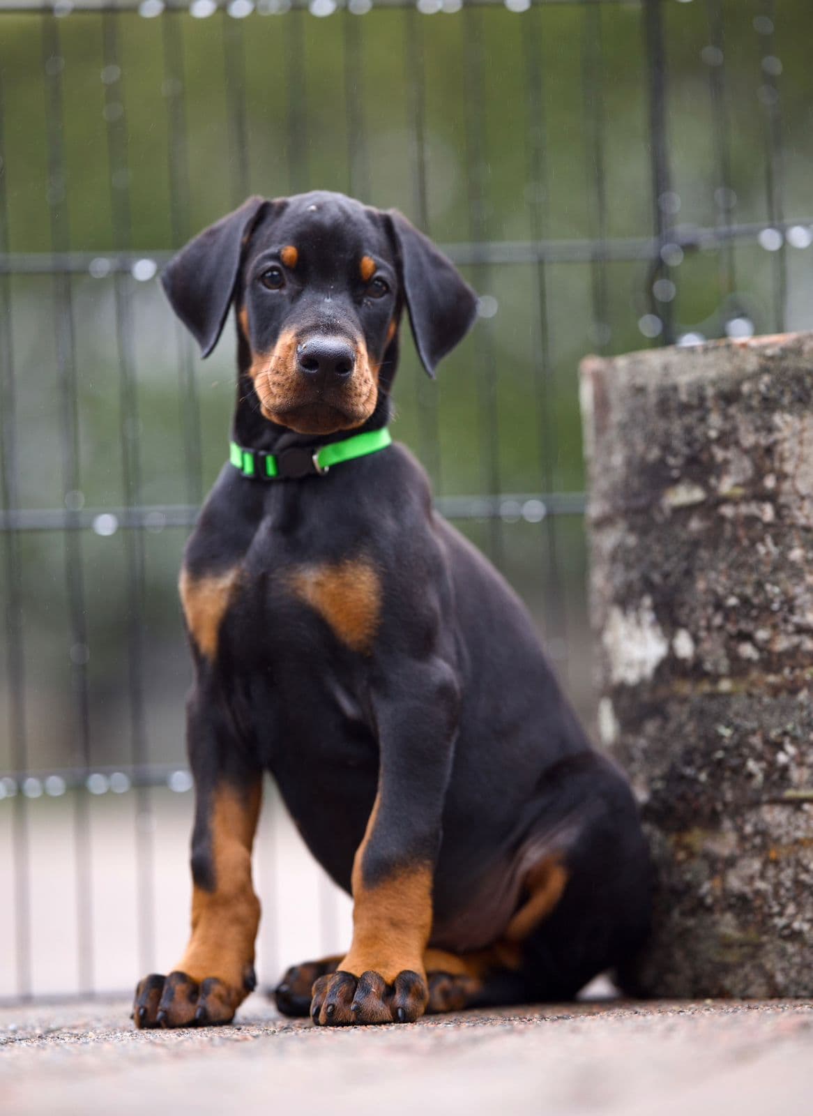 Trygge og friske Dobermann-valper fra helsetestede foreldre- grønn hannhund