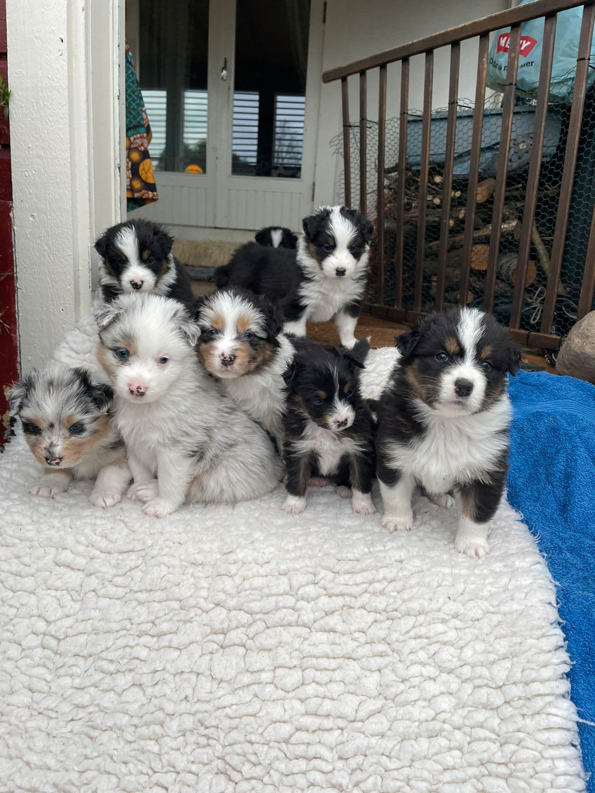 Australian Shepherd valper