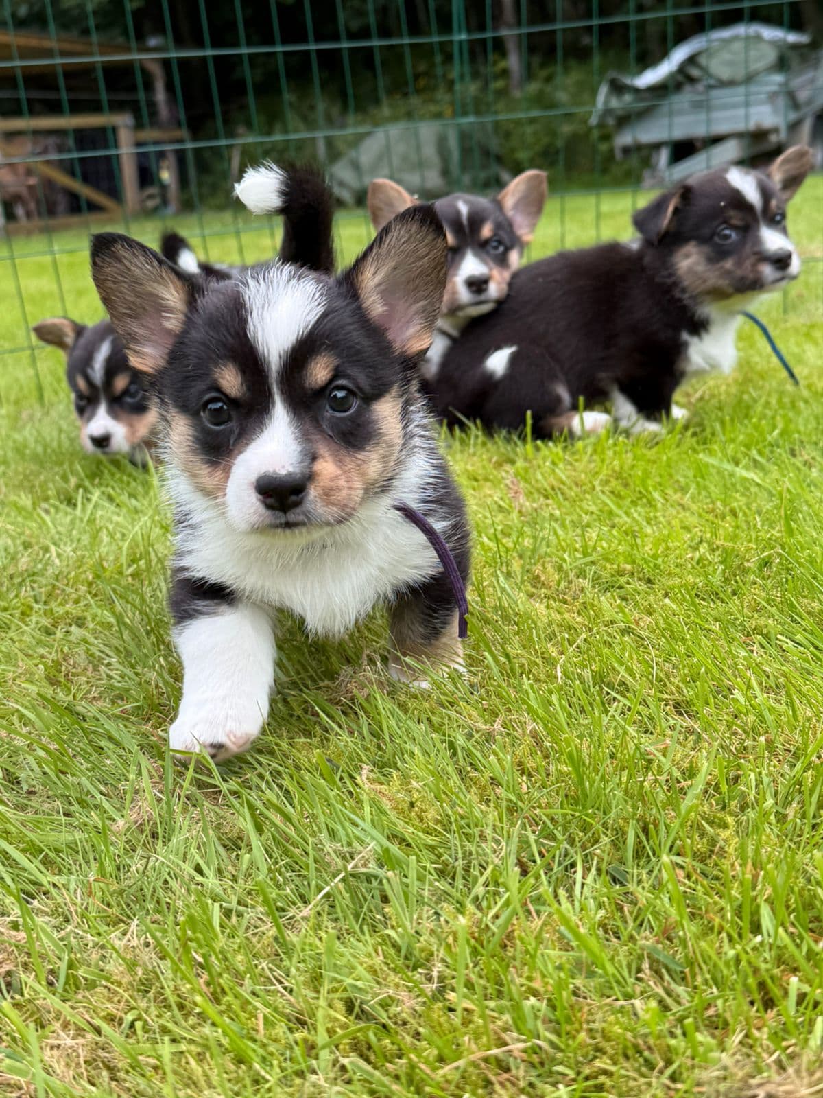 Welsh Corgi Cardigan valper selges 🥰