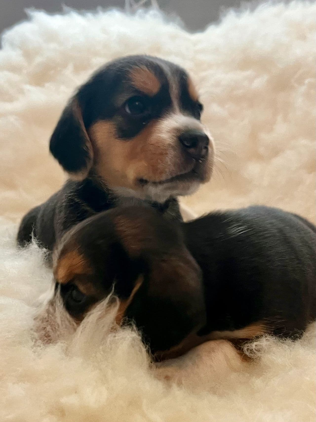Beagle valper født 3. mai!