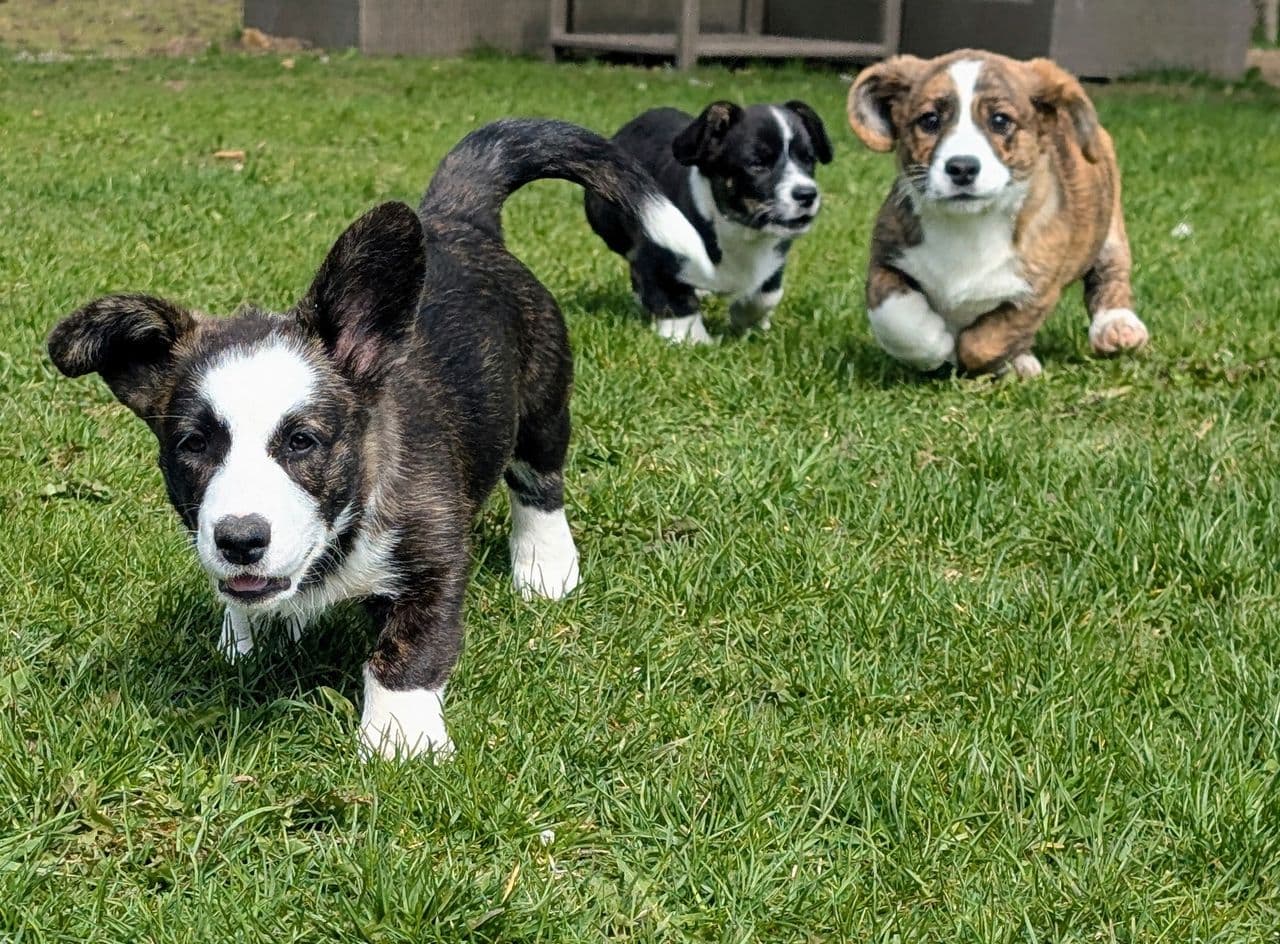 Fire nydelige Welsh Corgi Cardigan Valper klare for ny flokk ❤️