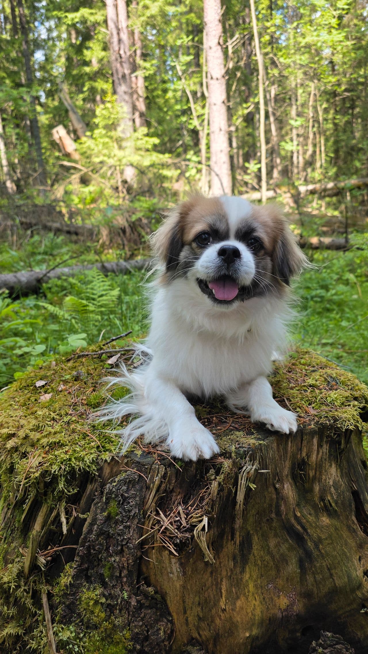 Tibetansk spaniel "Rio" trenger nytt hjem